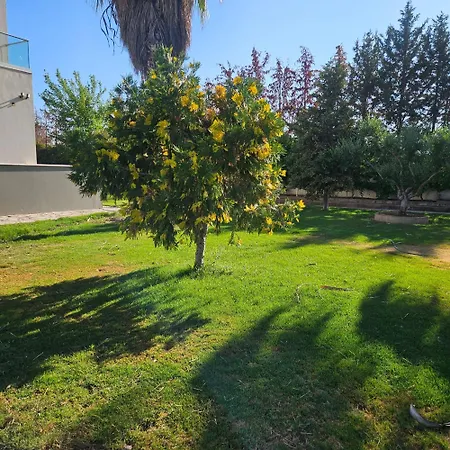 Evia Palm